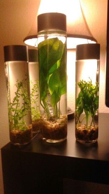 Upcycled Bottle Water Garden