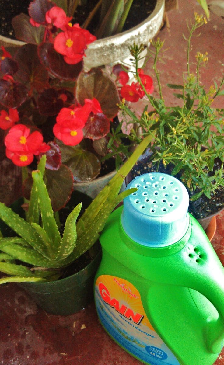 Upcycled Laundry Bottle Watering Can