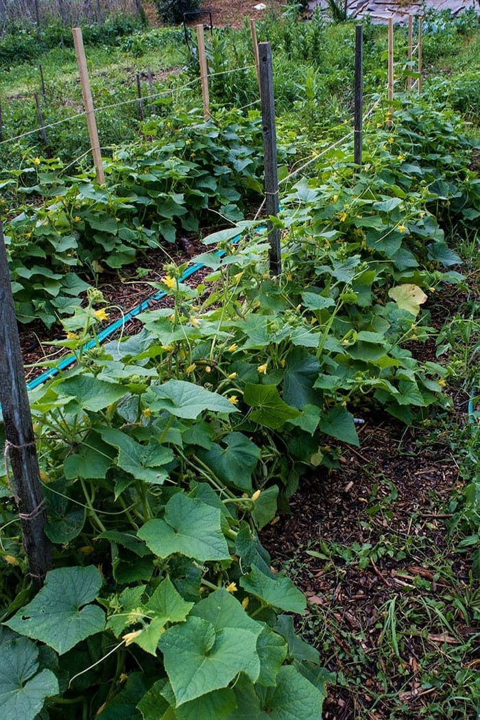 How to Prune Cucumber Plants for the Biggest Yields