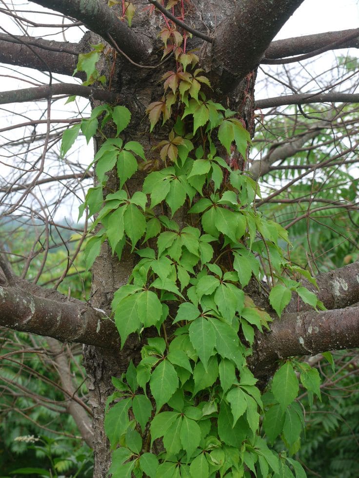 10 Fastest Growing Vines for Trellises That’ll Cover Any Space in No Time