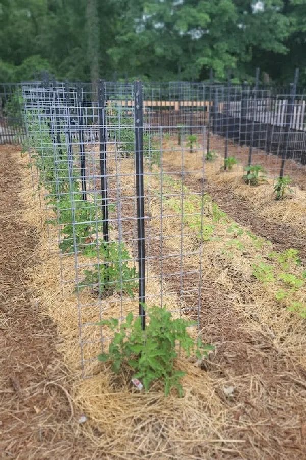 Welded Wire Tomato Corrals