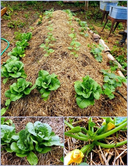 How to Build A Hugelkultur Gardening Bed That Feeds Itself And Thrives For Years
