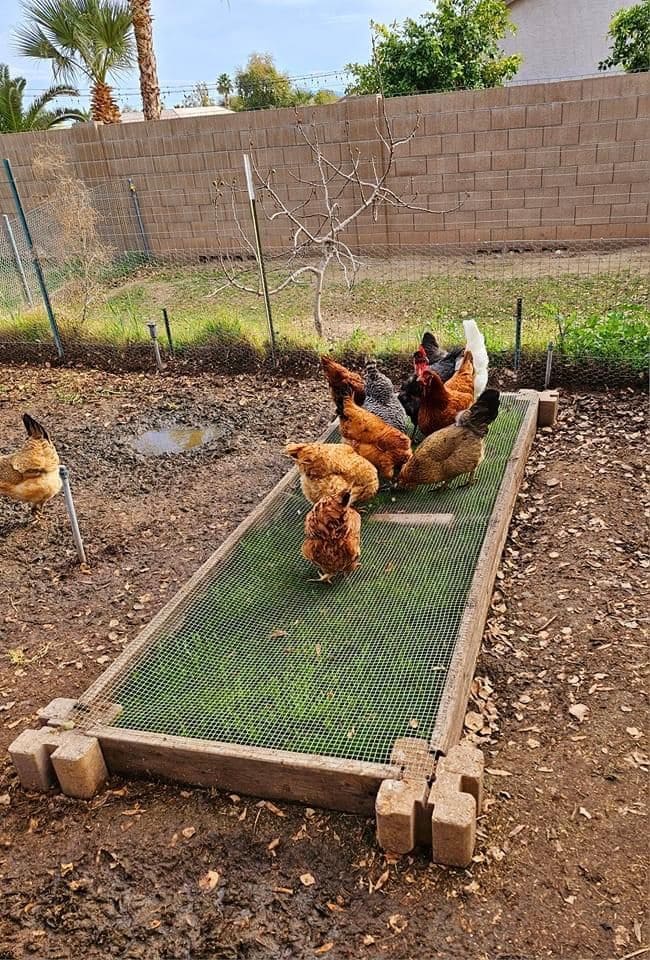 How to Build a Chicken Snack Patch: A Fun, Mess-Free Way to Treat Your Flock