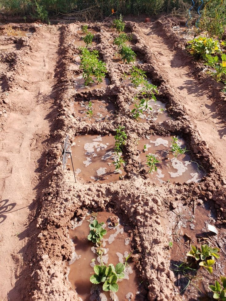 What are Waffle Gardens? How This Indigenous Farming Wisdom Is Reshaping Modern Gardening