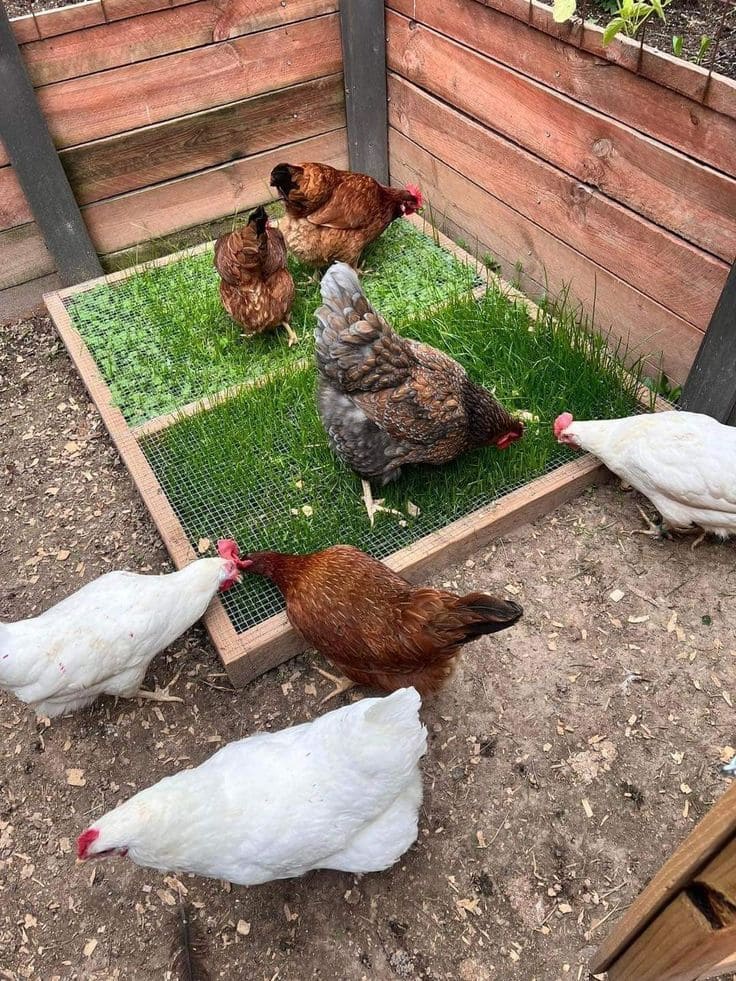 How to Build a Chicken Snack Patch: A Fun, Mess-Free Way to Treat Your Flock