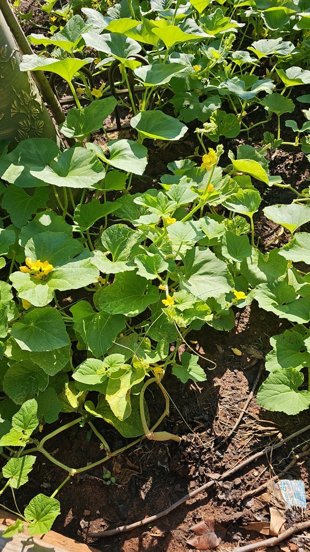 How to Prune Cucumber Plants for the Biggest Yields