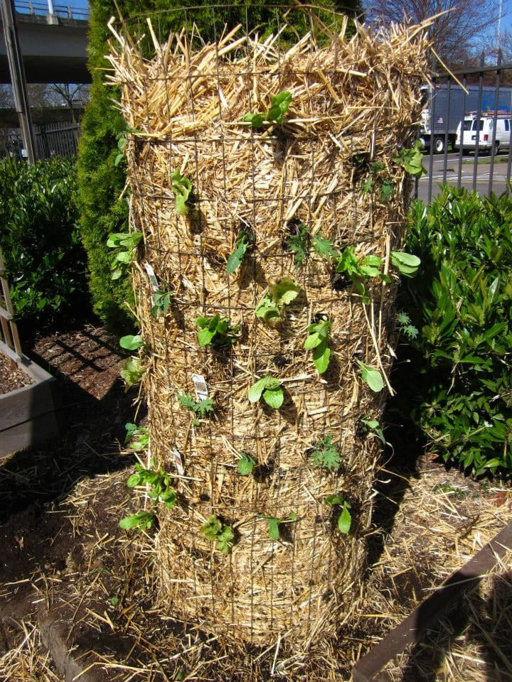 How to Build a Potato Tower for a Massive Harvest Even in a Tiny Garden