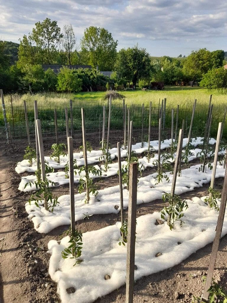 Why More and More Gardeners Are Turning to Breathable Insulation Fabric for Their Tomatoes?