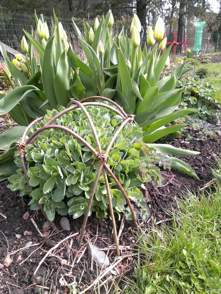 Willow Dome Plant Support