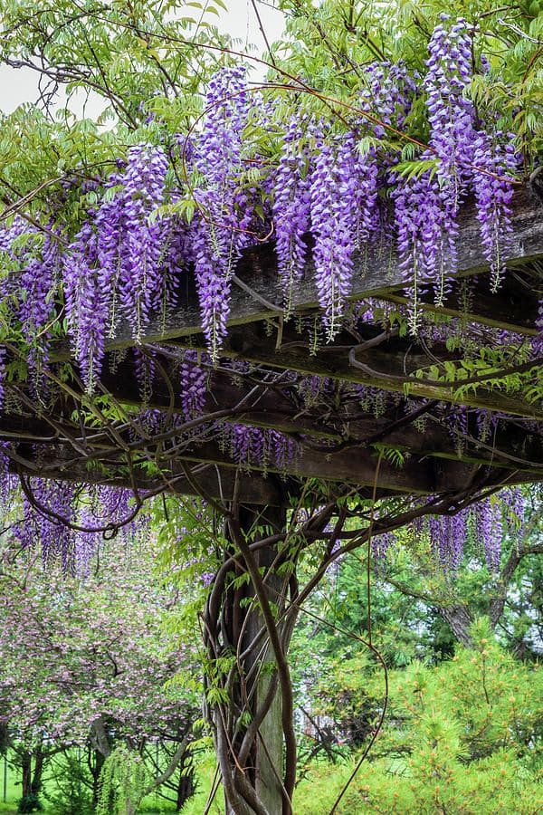 10 Fastest Growing Vines for Trellises That’ll Cover Any Space in No Time