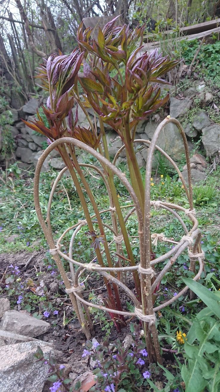 Woven Willow Arch Cage