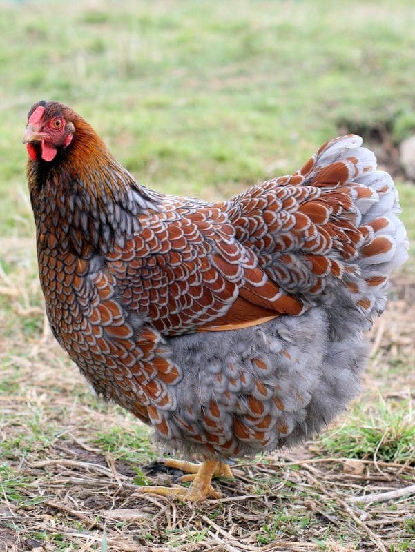 Top 10 Best Laying Hen Breeds for Fresh Eggs All Year Round
