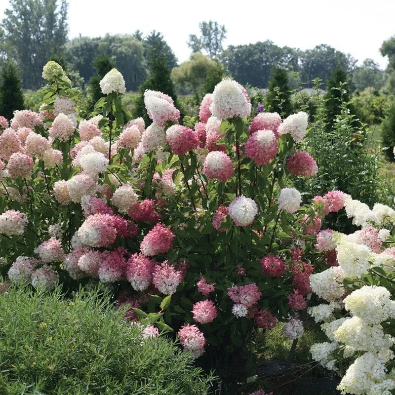 12 Popular Hydrangea Varieties Every Garden Lover Should Know