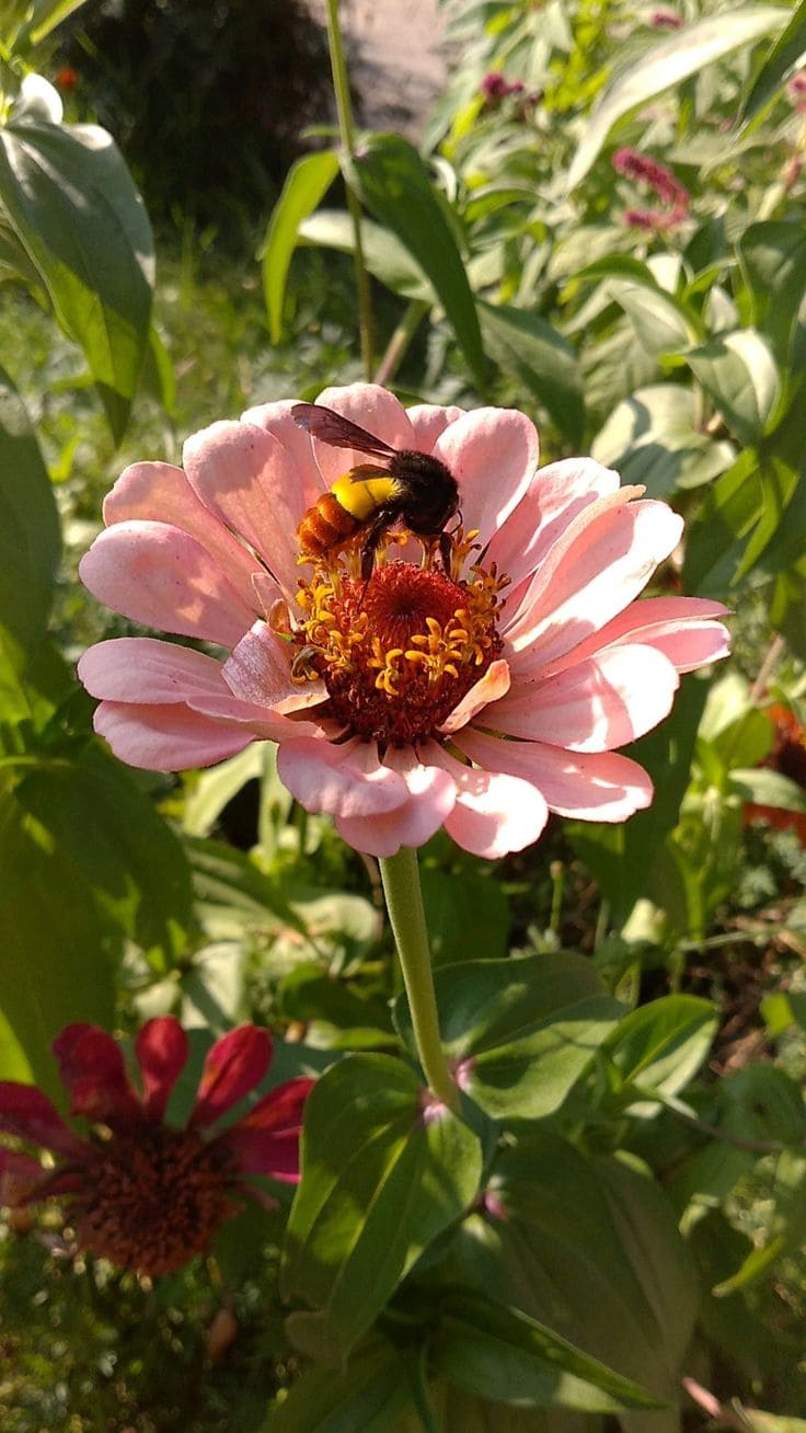 Here Are 10 Best Plants That Help Us Save Our Bees