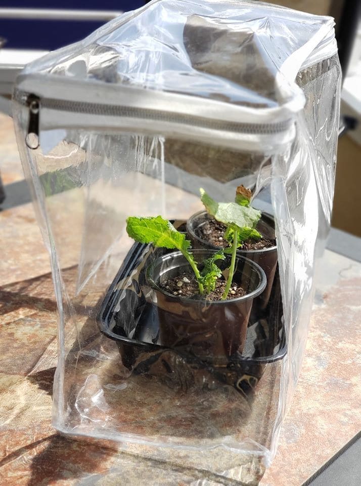 Zip-Up Clear Bag Greenhouse