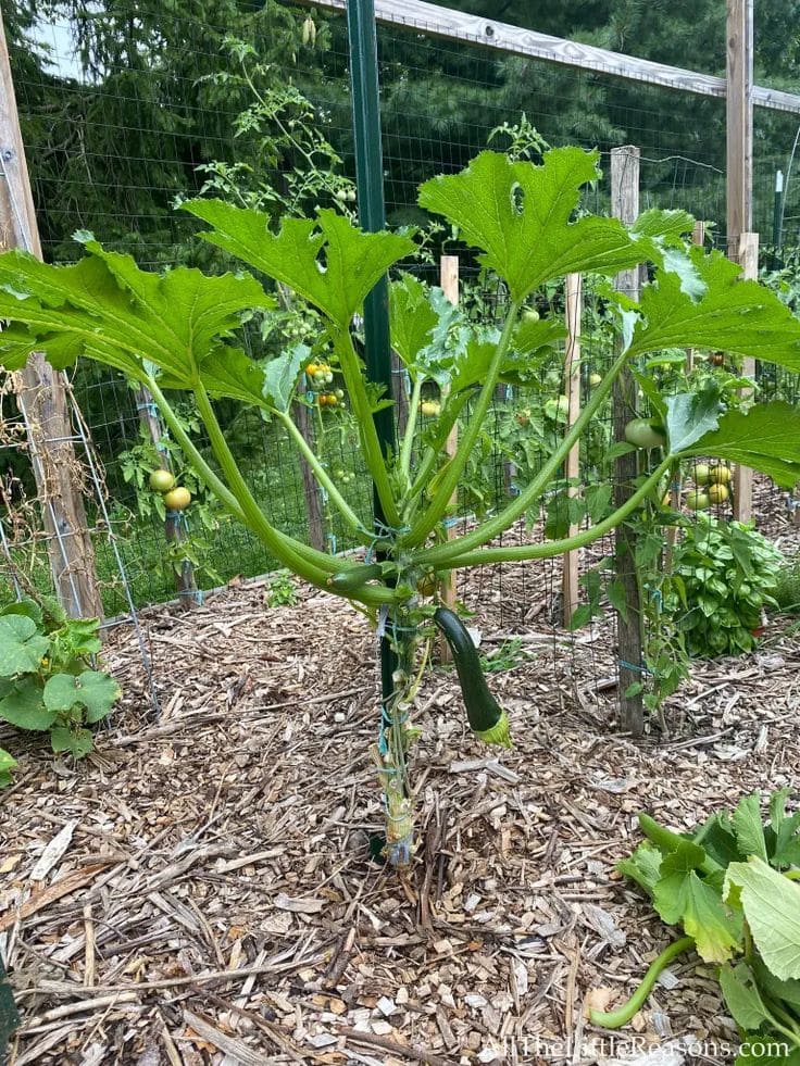12 Vegetables That Grow Well in July (And Exactly How To Grow Them Right)