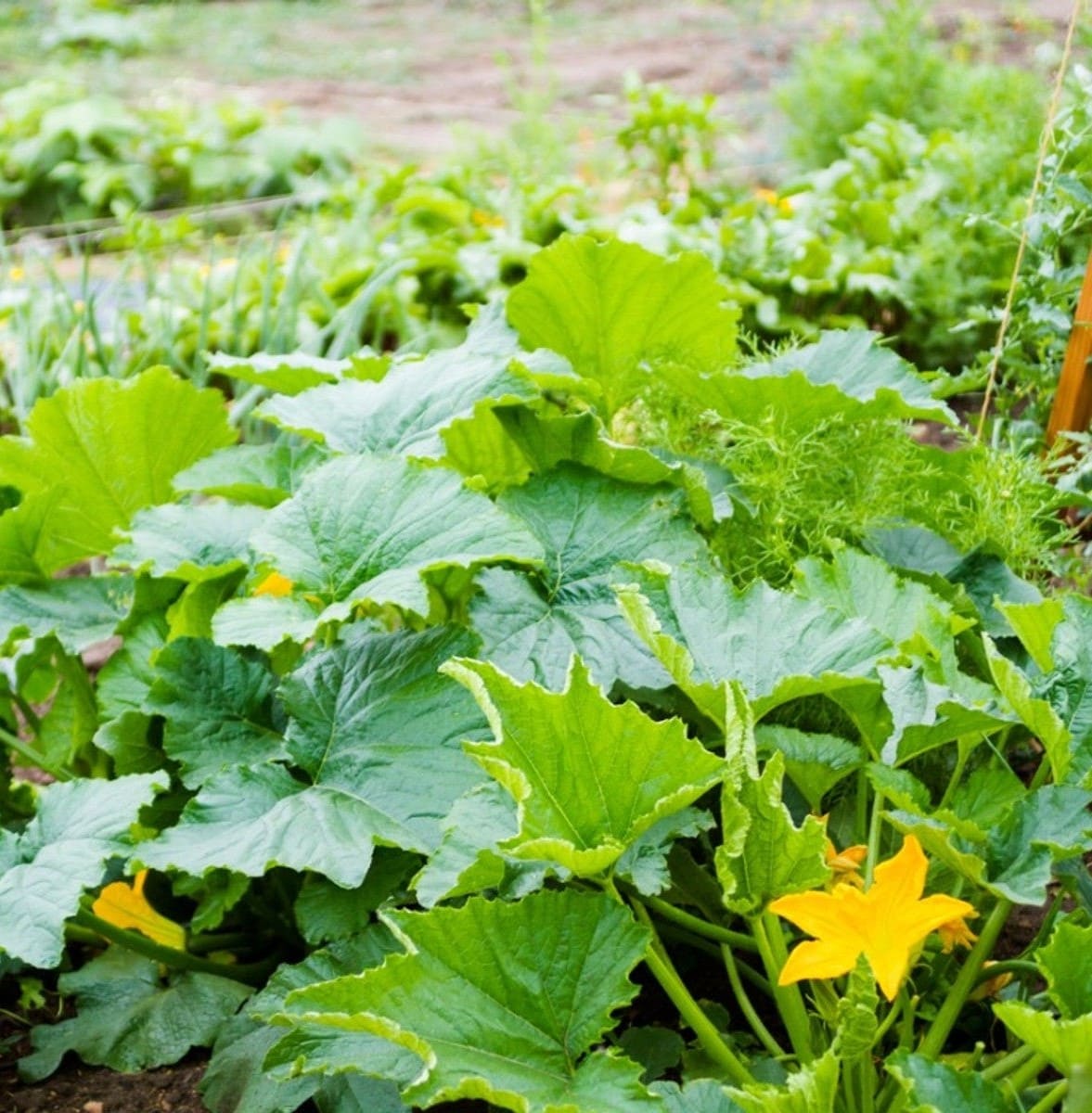 These Tips Are Super Effective to Prevent Squash Bug