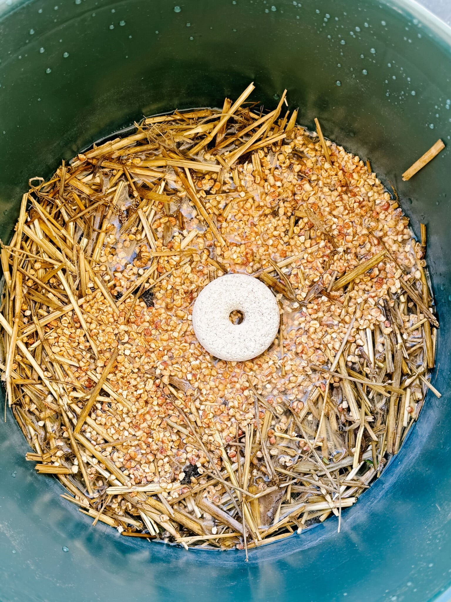 How to Kill Mosquitoes and Their Larvae with the Mosquito Bucket of Doom