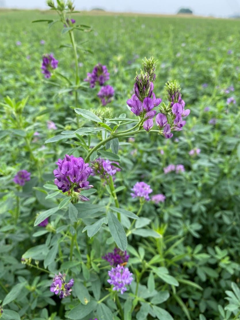 10 Perennial Plants for Chickens So You Can Feed Them for Free, Forever