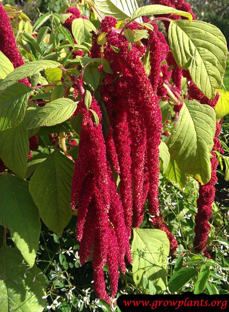 Boost Protein in Your Garden With These 8 Super Foods