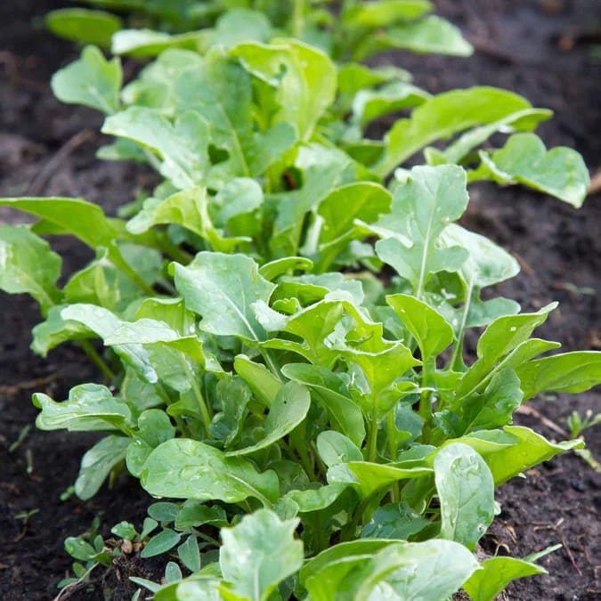 10 Best Plants You Can Grow in Pallets And How to Care Them