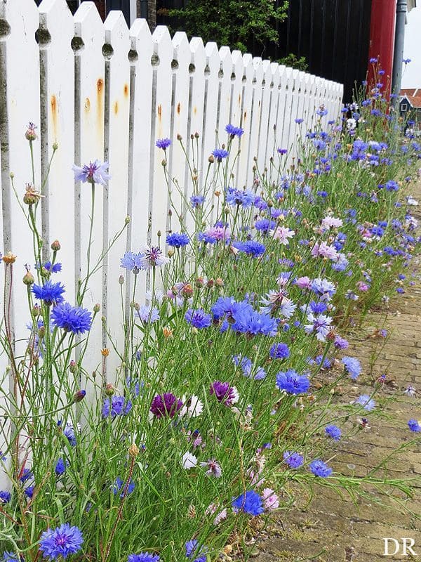 10 Chaos Garden Flowers That Bloom All Summer and Fill Your Yard With Wild Beauty