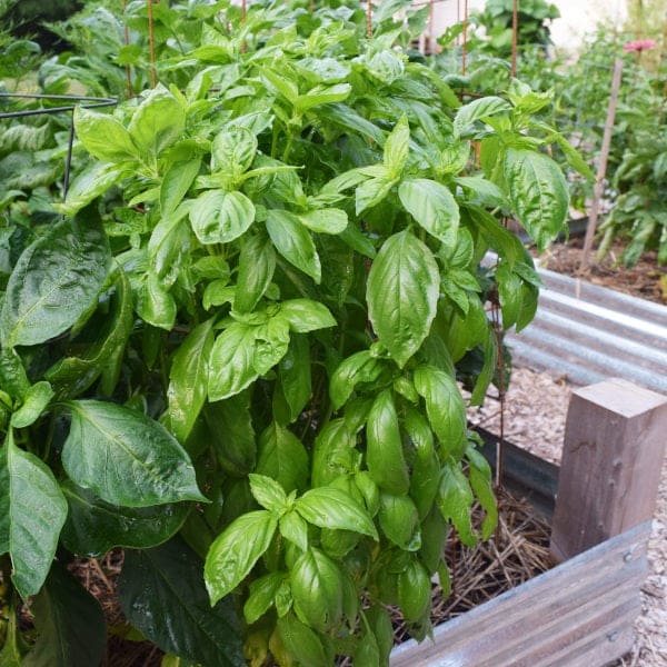 10 Best Plants You Can Grow in Pallets And How to Care Them