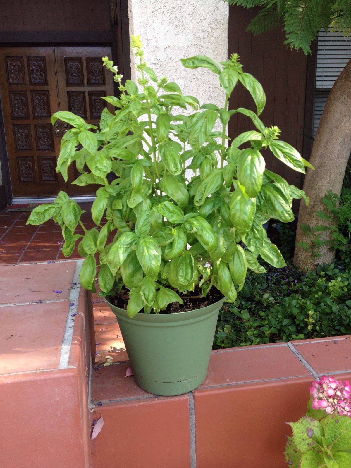 15 Plants That Naturally Repel Spiders