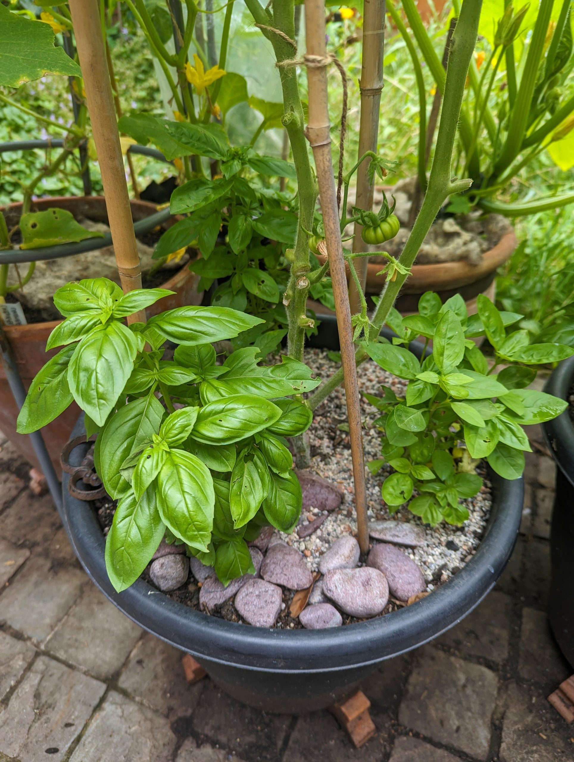 10 Best Plants to Grow Under Tomatoes