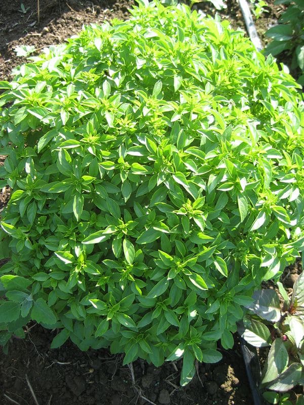 10 Best Plants to Grow in July for a Late-Season Harvest