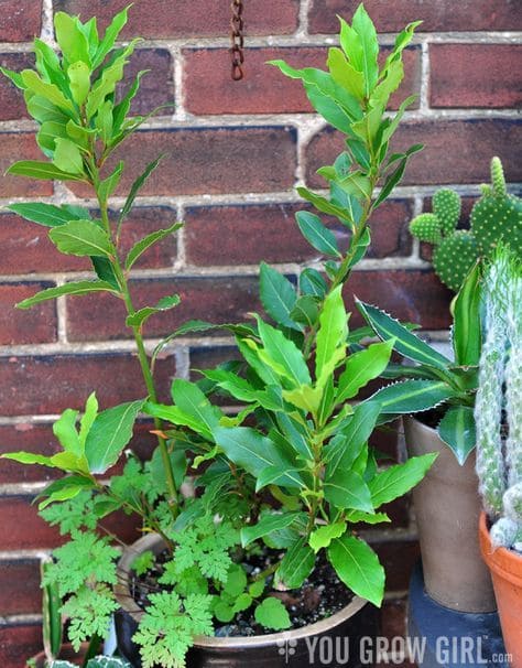 15 Plants That Naturally Repel Spiders