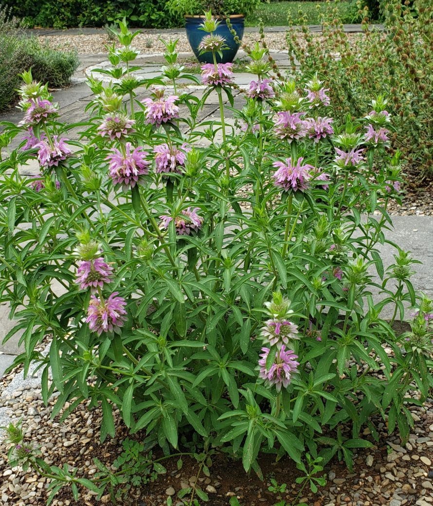 10 Perennial Plants for Chickens So You Can Feed Them for Free, Forever
