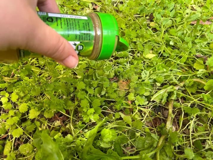Here're 5 Reasons We Should Use Cinnamon in the Garden