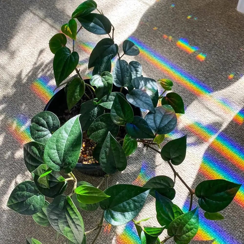How to Grow Black Pepper in a Pot 100% Success