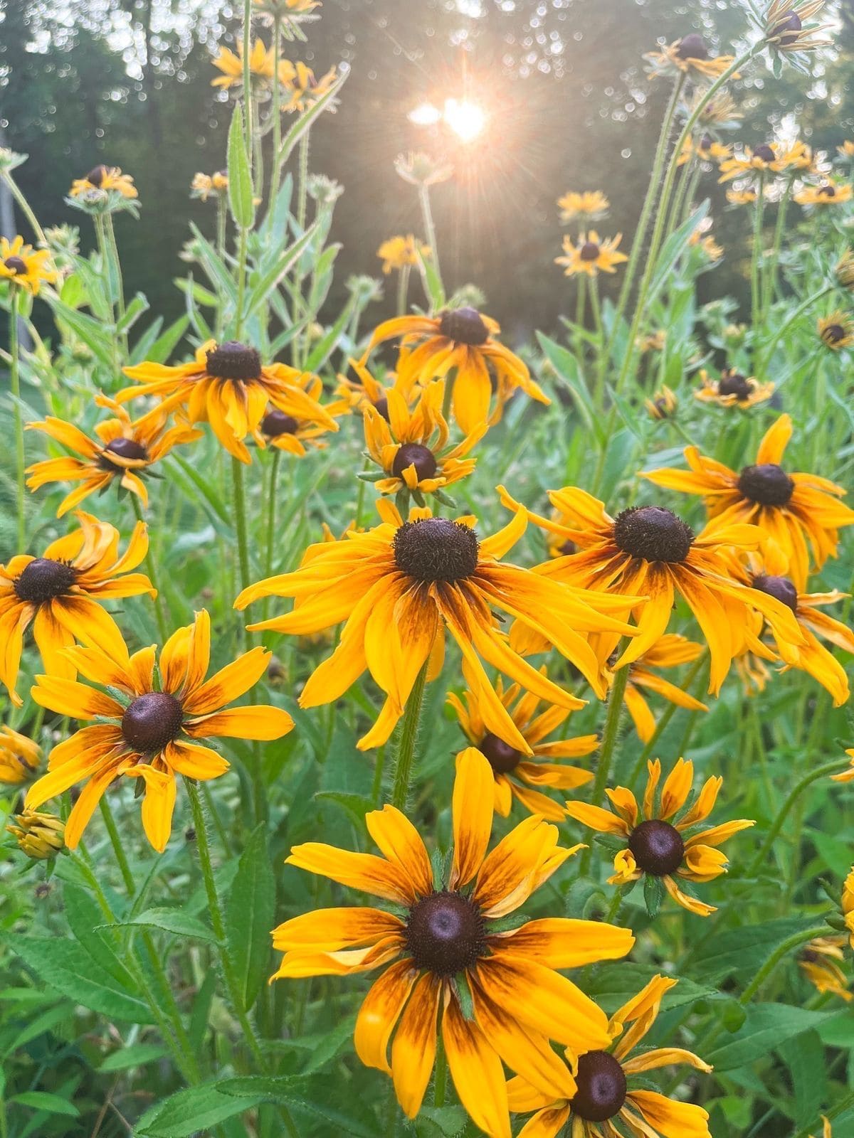 10 Beautiful Plants That Attract Fireflies to Your Garden
