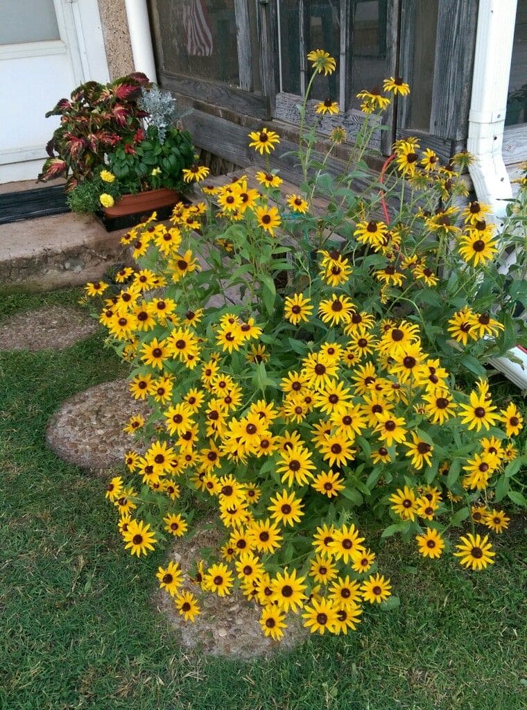10 Chaos Garden Flowers That Bloom All Summer and Fill Your Yard With Wild Beauty