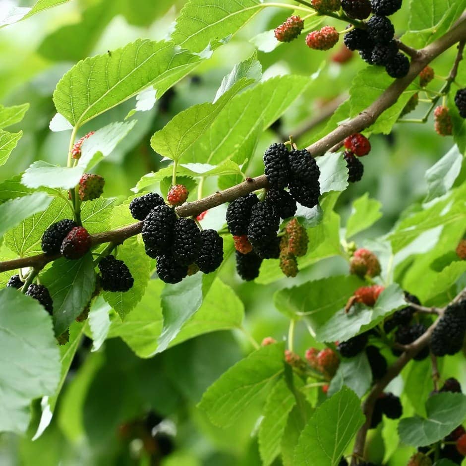 Here're 10 Tips to Grow Mulberries for the Sweetest, Largest Berries