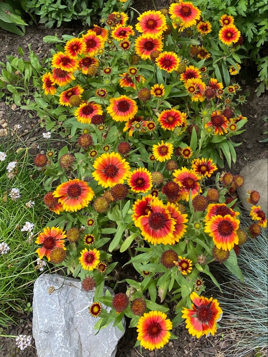 10 Chaos Garden Flowers That Bloom All Summer and Fill Your Yard With Wild Beauty