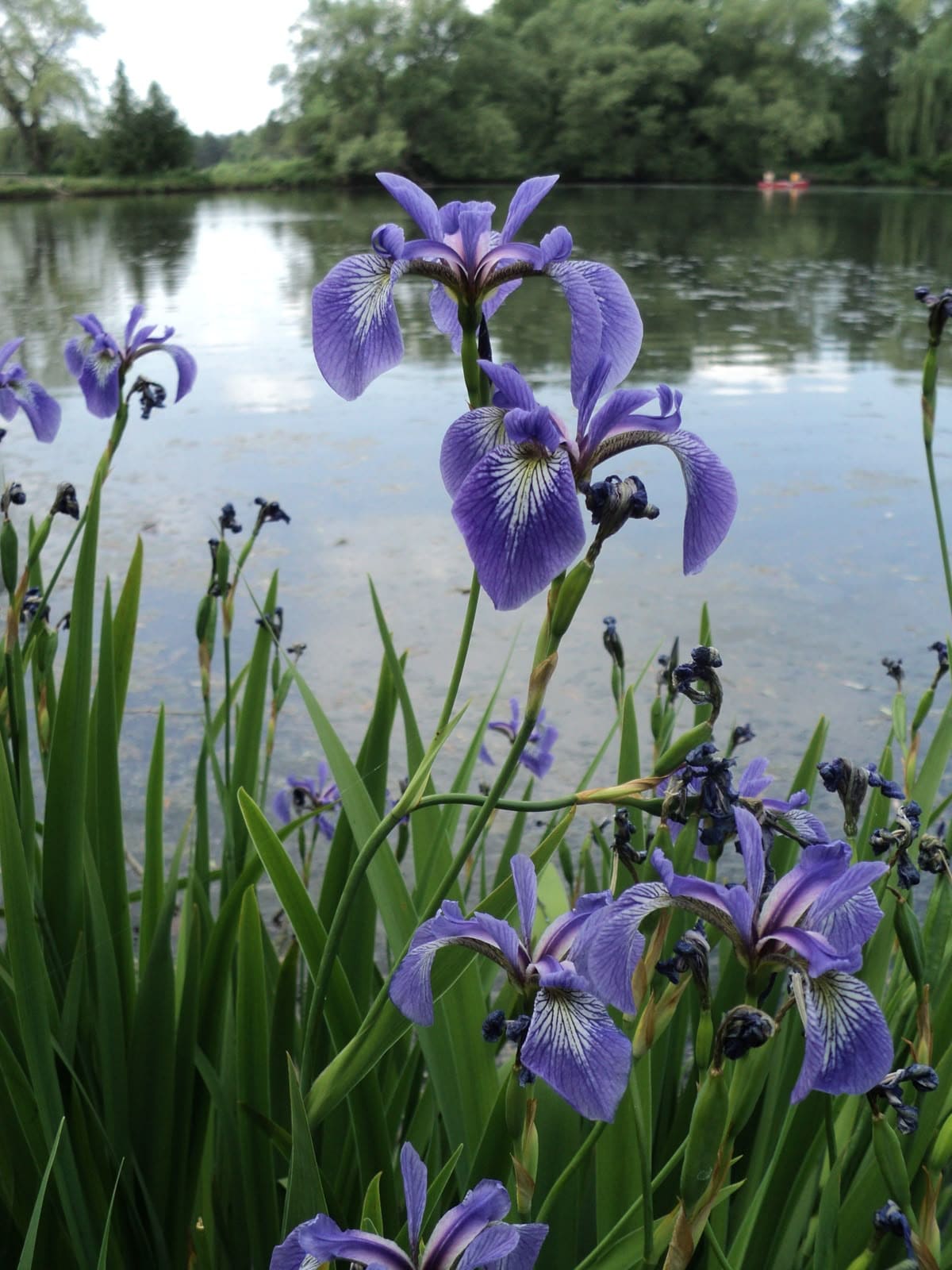 10 Plants Frogs Love And Tips for a Frog-Friendly Garden