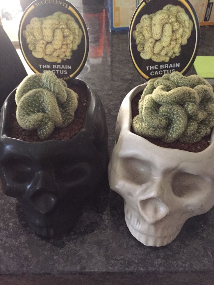 Brain Cactus Skull Planters