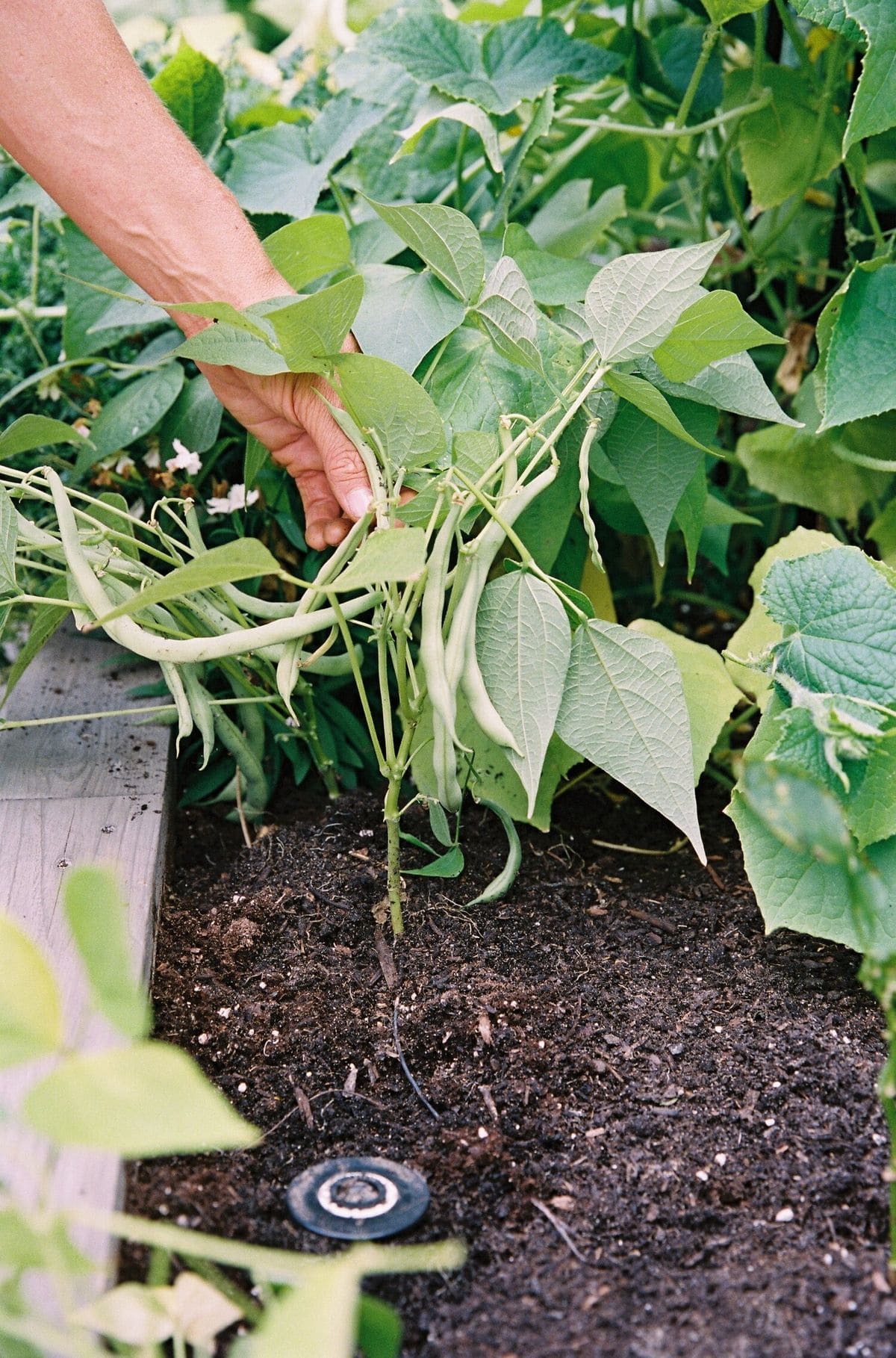 10 Best Plants to Grow in July for a Late-Season Harvest