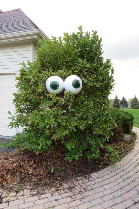 Bush Monster With Googly Eyes