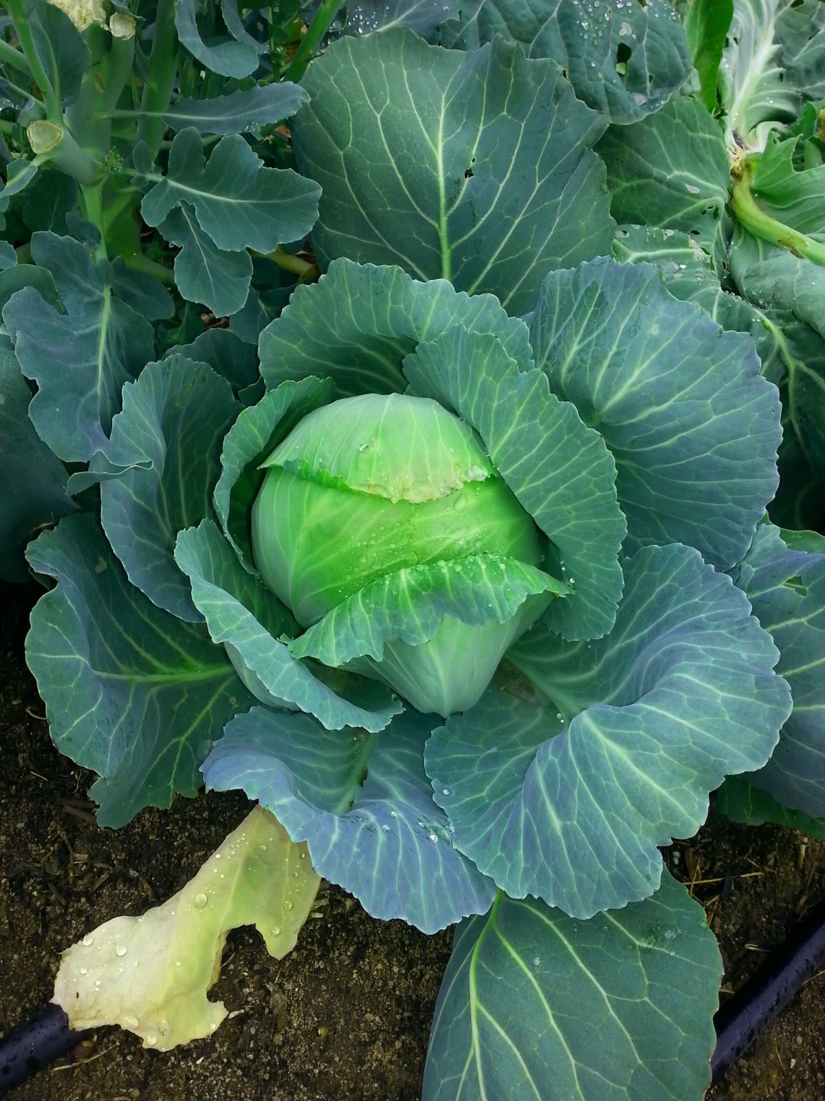 15 Vegetables You Can Grow Well in the next Winter