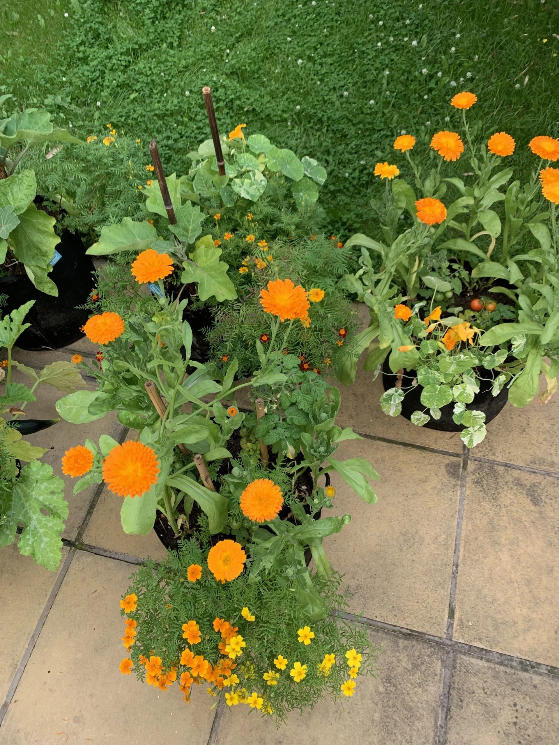 10 Best Plants to Grow Under Tomatoes