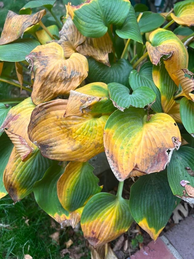 Why More And More People Grow and Propagate Hostas in Upcycled Jars
