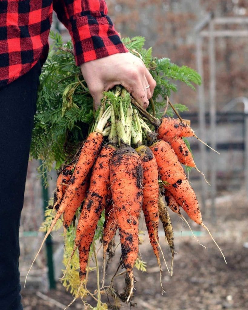 15 Vegetables You Can Grow Well in the next Winter