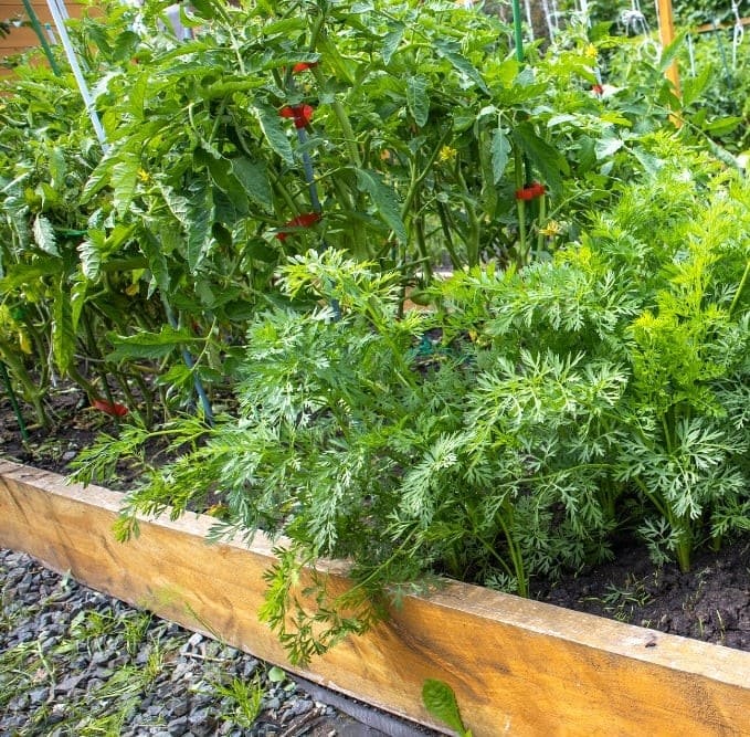 10 Best Plants to Grow Under Tomatoes