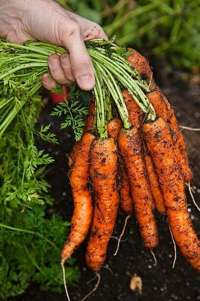 10 Best Plants to Grow in July for a Late-Season Harvest