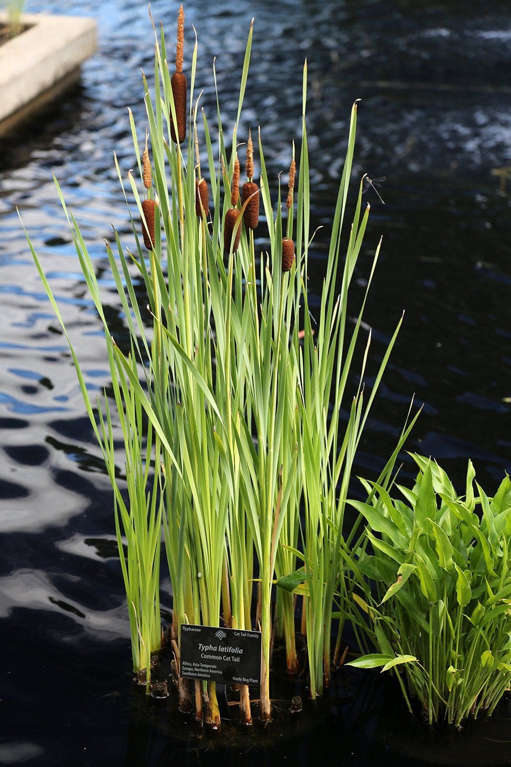 10 Plants Frogs Love And Tips for a Frog-Friendly Garden