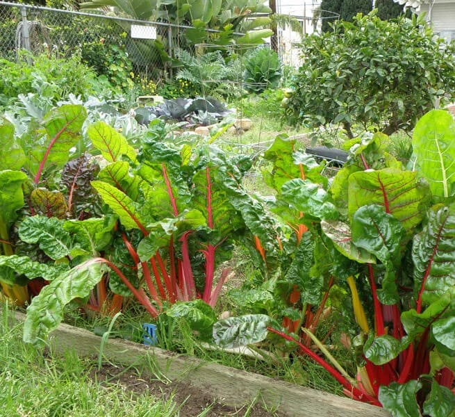 10 Best Plants You Can Grow in Pallets And How to Care Them